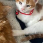 kittens three