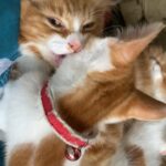 kitten ready for new home