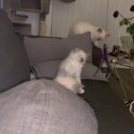 Beautiful Ragdoll Pedigree Kittens