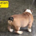 brish bulldog puppie for sale DWKC registered male