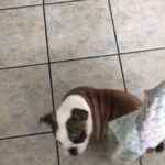 British bulldog puppie for sale male