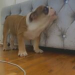 British bulldog puppie