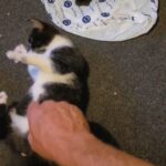 scotish shorthair kitten