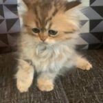 Persian chinchilla dollfaced golden girl