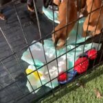 dashound puppies for sale