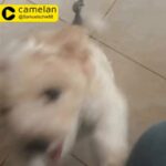 Maltese puppy available