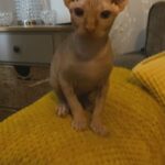 Canadian sphynx boy ready now