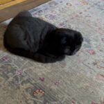 Scottish fold boy