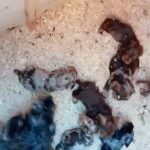 dachshund