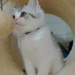 British Shorthair kittens Available Now