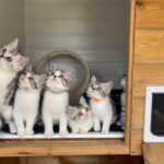 stunning Kittens