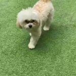 Gorgeous Bichon puppy