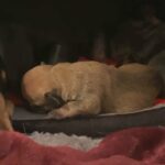 6 frenchie cross dachshund puppies