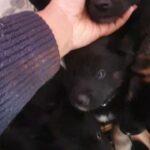 Puppies! German Shepard x Husky