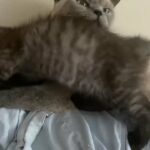 BSH kittens