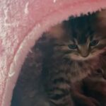 half Persian male kitten