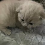 BSH kittens
