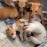 Whippet Puppies ready in 2 weeks