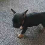 french bulldog puppies