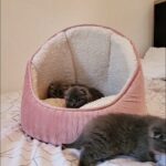 The very best registered, show quality Scottish Fold