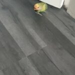 baby lovebird just 5 weeks old