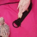 baby budgies