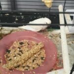 baby budgies