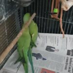 indian ring neck parrot male and female