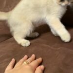golden British shorthair