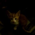 3 beautifull kittens looking a loving home
