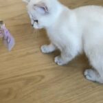 British shorthair colourpoint