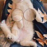 golden kitten