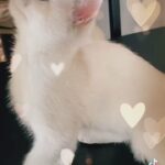 British shorthair available