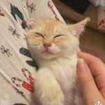 golden kitten