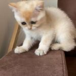 golden kitten