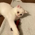 British shorthair colourpoint girl looking for forever home