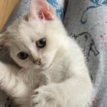 british colourpoint kitten
