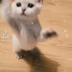 British colourpoint kitten