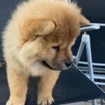 one female chow chow