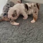 KC English Bulldogs