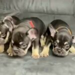 Three Chocolate tan Testable French bulldog boys