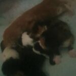maincoon Cross babys