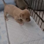2 chihuahua girls left 1 lilac 1 fawn