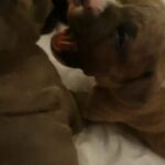 BLUE/CHAMPAGNE STAFFY PUPPIES