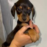 Black and Tan female miniature dachshund