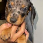 silver male miniature dachshund