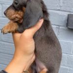 blue and tan male miniature dachshund
