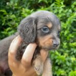 long hair blue and tan female miniature dachshund