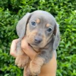 Isabella and tan male miniature dachshund