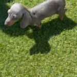 blue and tan female miniature smooth hair dachshund